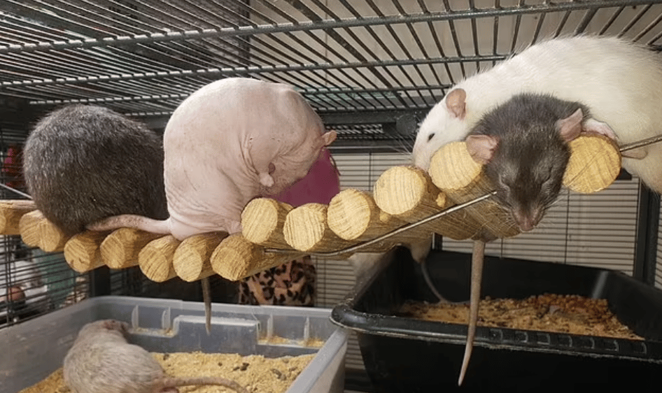 រូបភាព
