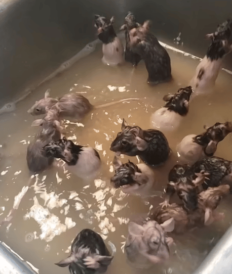 រូបភាព