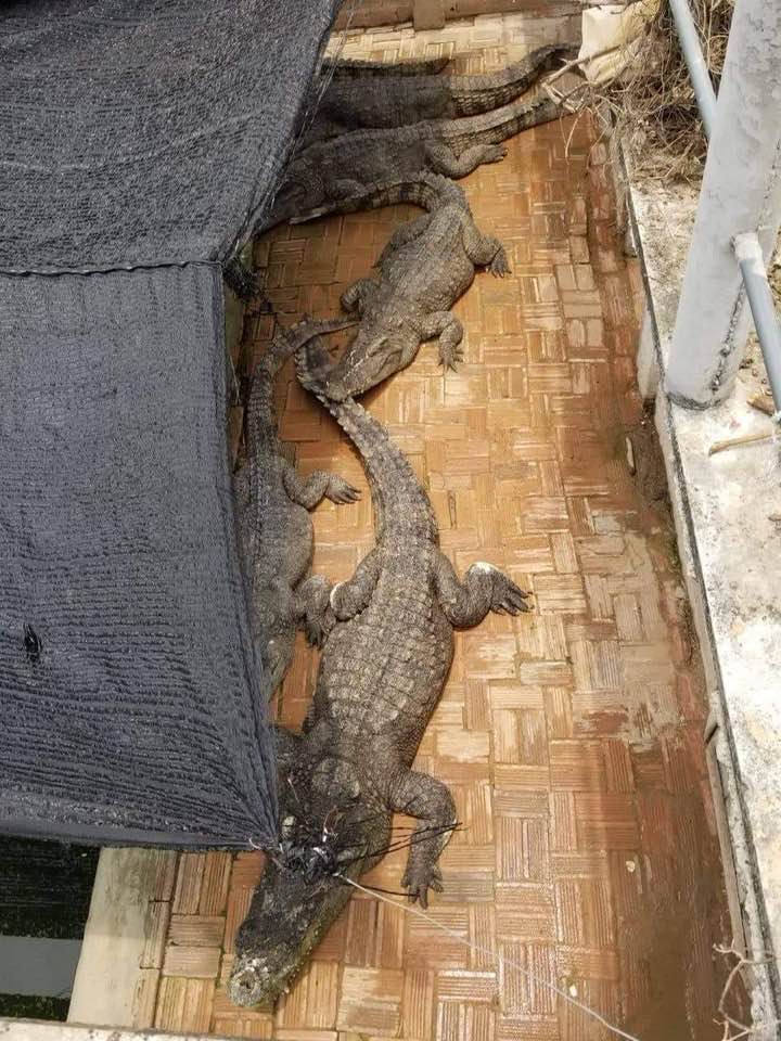 រូបភាព