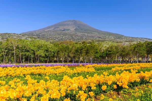 &nbsp;ផ្កា Freesia
