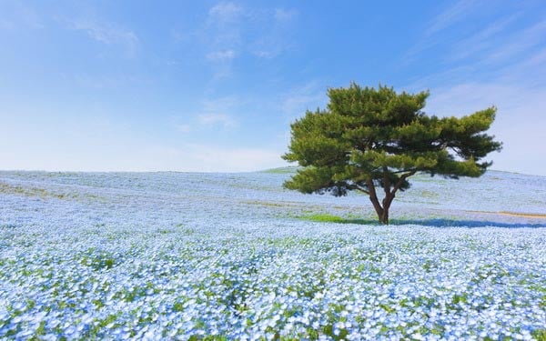 ផ្កា Nemophila
