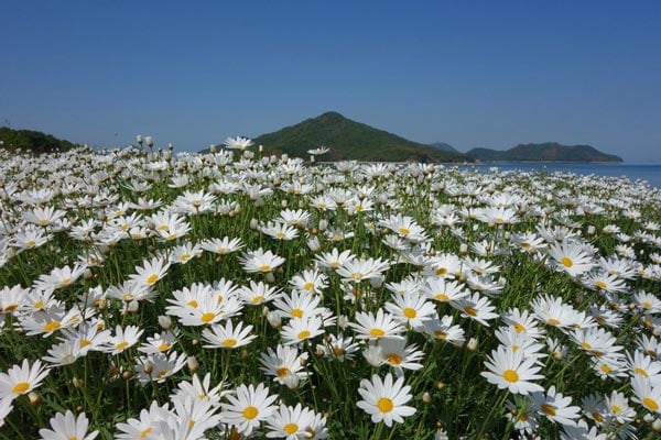 វាលផ្កា&nbsp;Margaret Flower Field