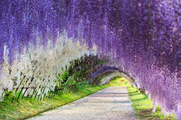 Fujinohana flowers&nbsp;