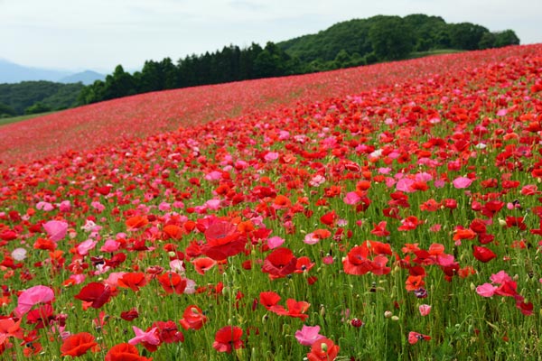 Poppy field