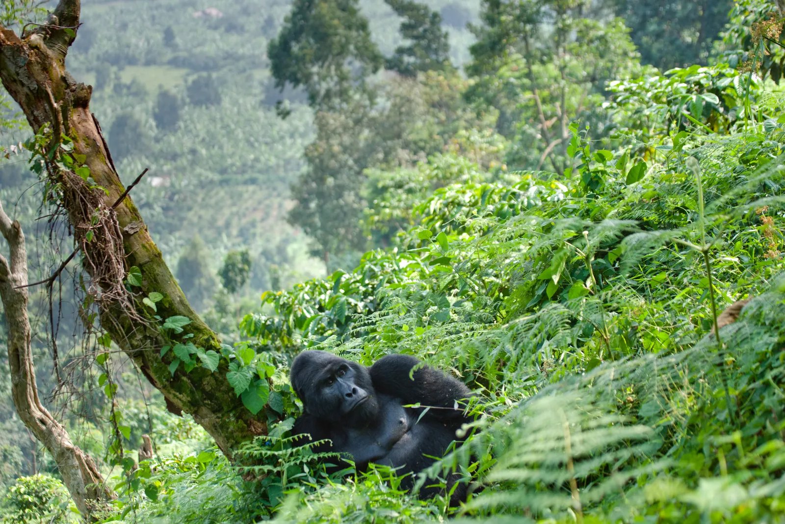 ឧទ្យានជាតិ Bwindi Impenetrable ប្រទេសអ៊ូហ្គង់ដា