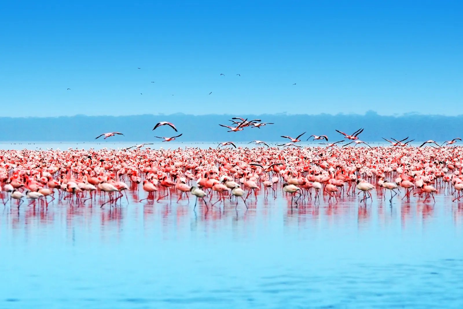 បឹង Nakuru ប្រទេសកេនយ៉ា