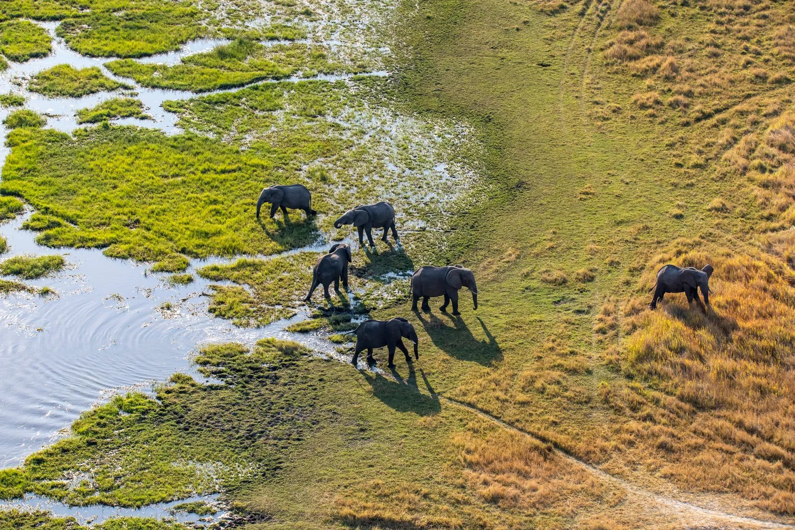 តំបន់ដីសណ្ត Okavango ប្រទេសបុតស្វាណា