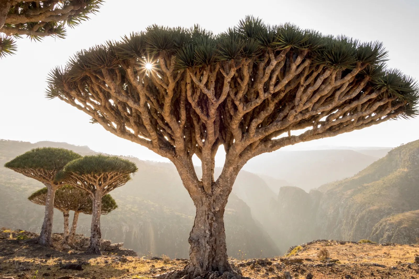 Socotra ប្រទេសយ៉េម៉ែន