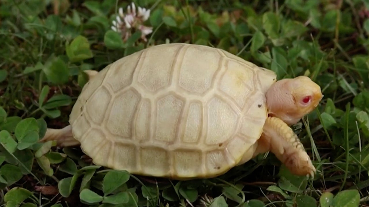 រូបភាព
