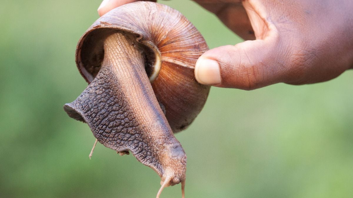 រូបភាពតំណាង