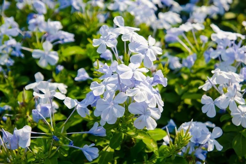 Plumbago Auriculata