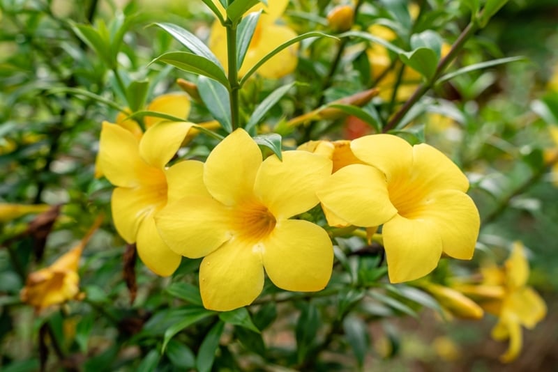 Golden Trumpet