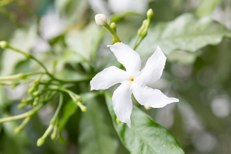 Gerdenia Crape Jasmine