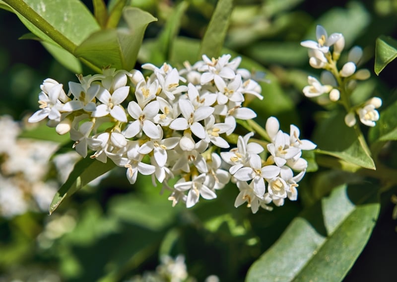 Snowrose&nbsp;