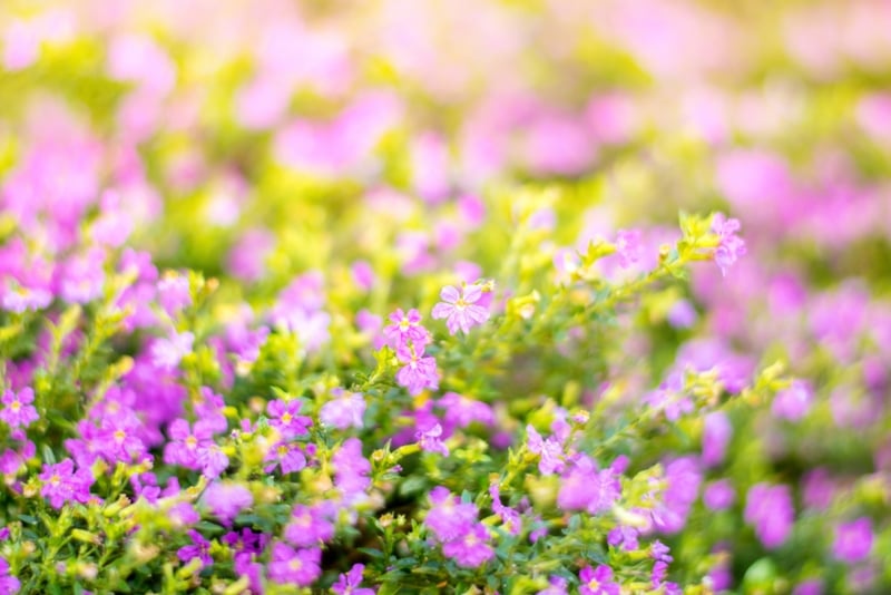 Mexican Heather