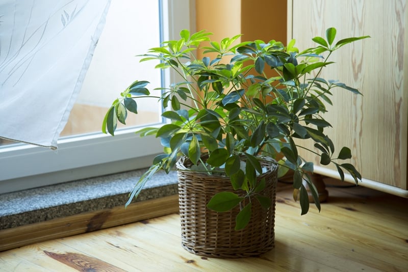Dwarf Umbrella Tree