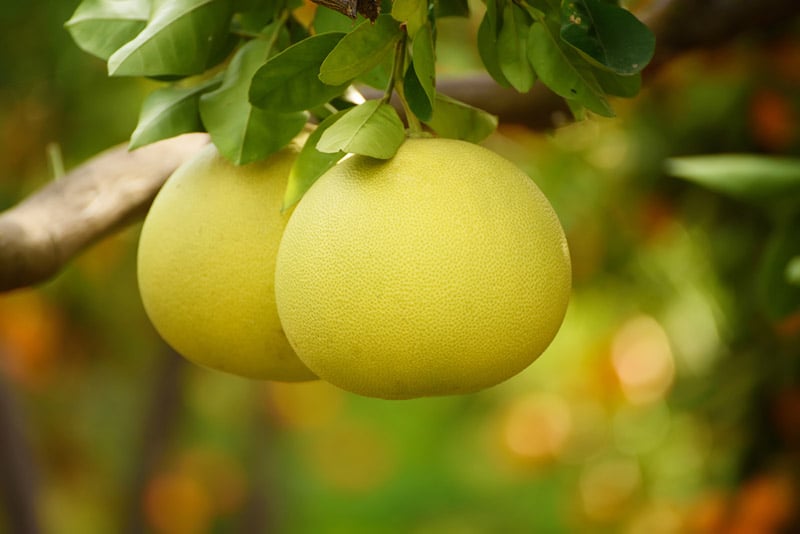 ផ្លែក្រូចថ្លុង