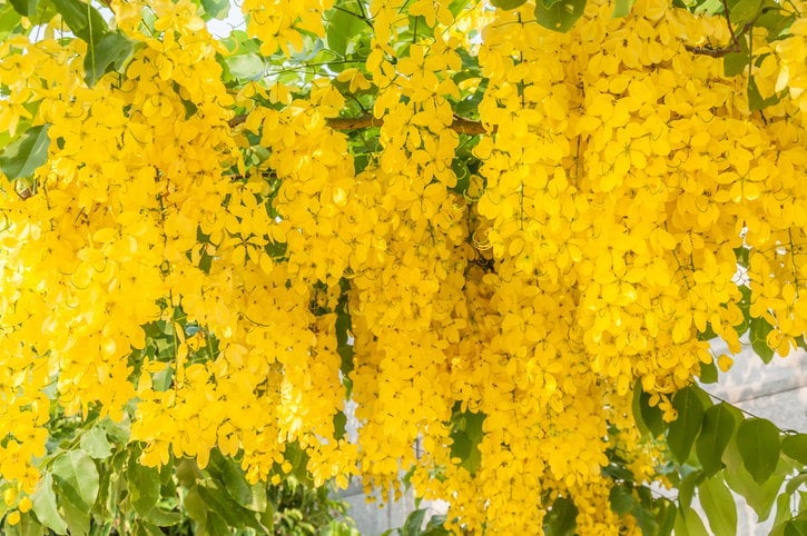 រូបតំណាង