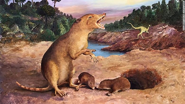 គំនូរតំណាងសត្វ&nbsp;Brasilodon quadrangularis