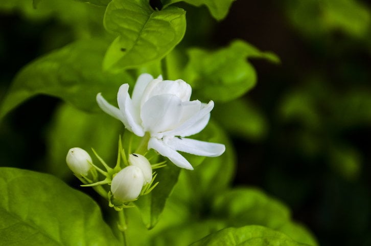 រូបតំណាង