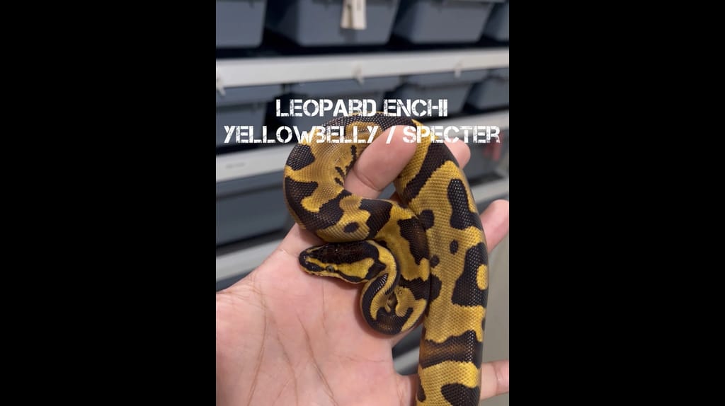 แนะนำสัตว์โลกงูสวยงาม Ball-Python Morph Leopard Enchi Yellowbelly ...