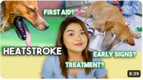HEATSTROKE || First aid and more | Arah Virtucio