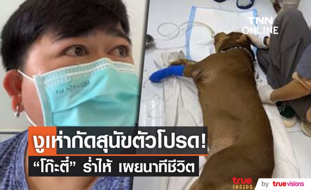 รอดูอาการ! "โก๊ะตี๋" ร่ำไห้ สุนัขตัวโปรดโดนงูเห่ากัด