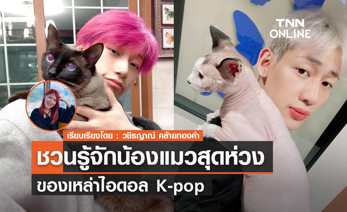 ชวนรู้จักน้องแมวสุดห่วงของเหล่าไอดอล K-pop