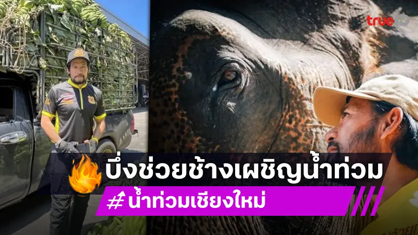 "บิณฑ์ บรรลือฤทธิ์" รุดช่วยช้างที่เชียงใหม่ "โย ยศวดี" โพสต์อาลัยน้องช้างจากไปที่แม่แตง