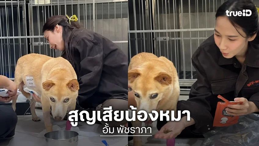 “อั้ม พัชราภา” แจ้งข่าวเศร้าสูญเสีย “น้องถั่ว” เผยลางสังหรณ์สุดท้ายก่อนจากกัน