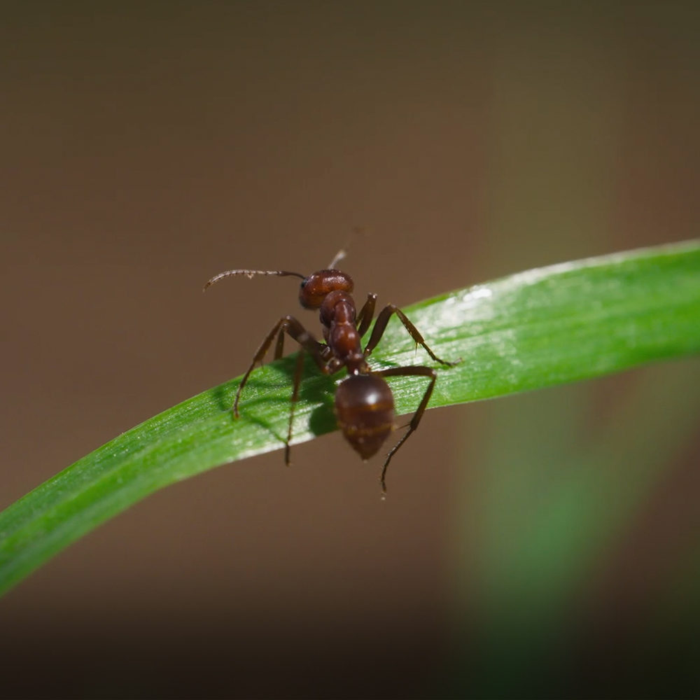 เปิดอาณาจักรมด