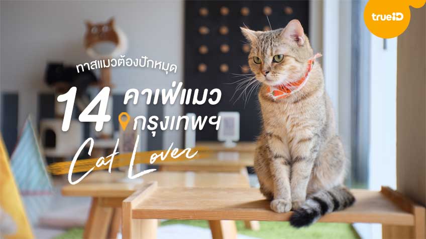 เช คล สต 14 คาเฟ แมว กร งเทพ ท ทาสแมว ต องไม พลาด อ พเดท 2020