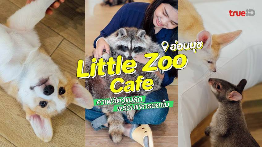 คาเฟ่สัตว์แปลก Little Zoo Cafe คาเฟ่เด้ก คาเฟ่หมา คาเฟ่แมว