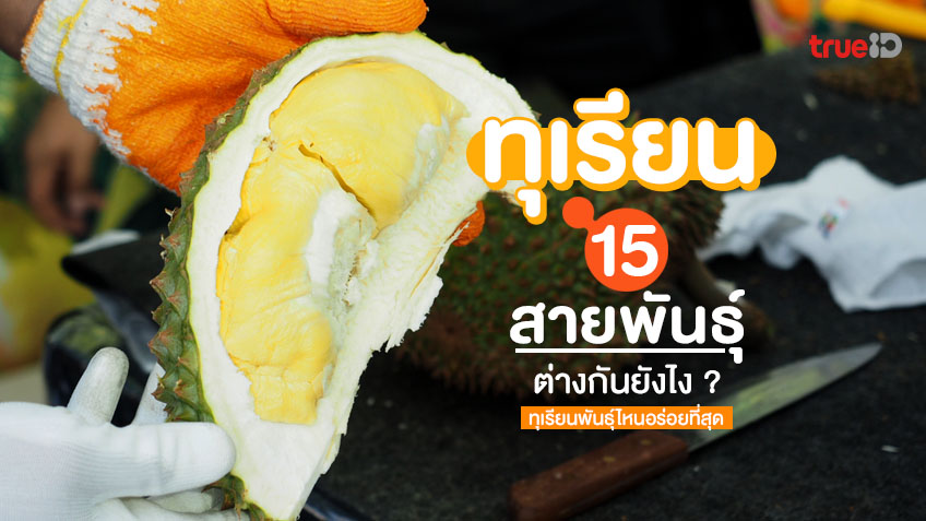 ทุเรียนพันธุ์ไหนอร่อยสุด 15 สายพันธุ์ทุเรียน แต่ละพันธุ์ ต่างกันยังไง  สายกินต้องรู้ !