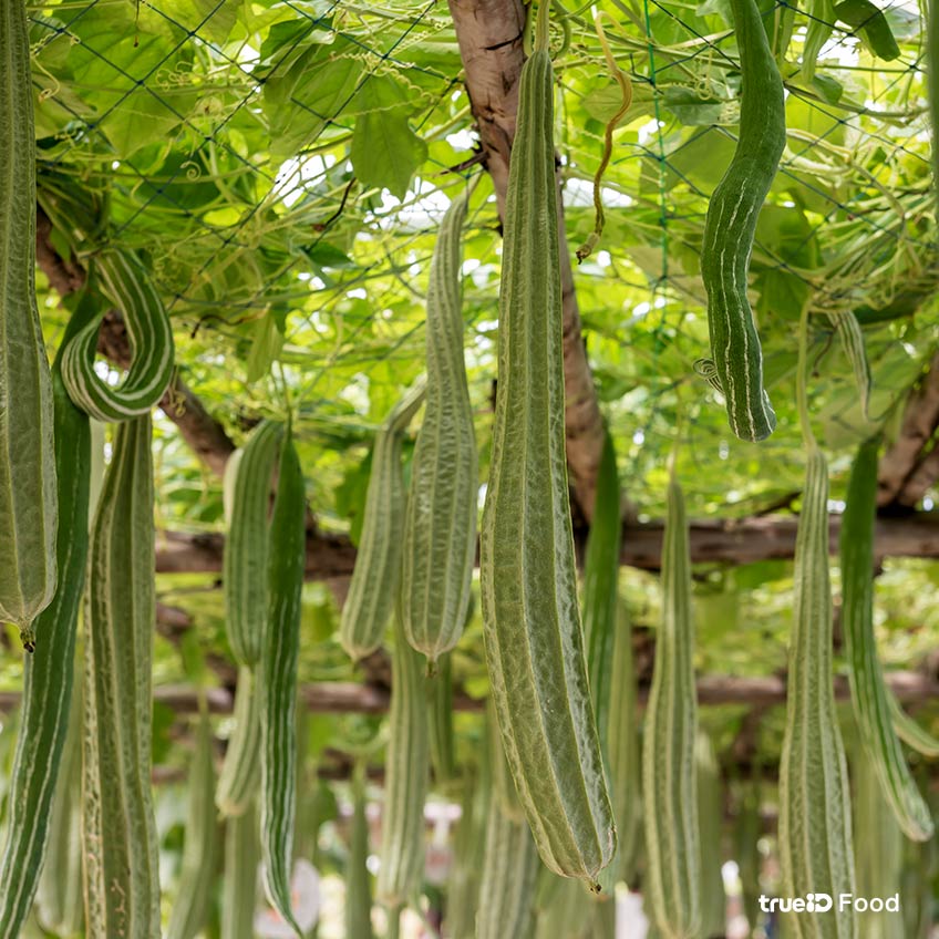 ประโยชน์ของบวบ บวบ คืออะไร สรรพคุณของบวบ ชนิดของบวบ บวบเหลี่ยม ผักพื้นบ้าน