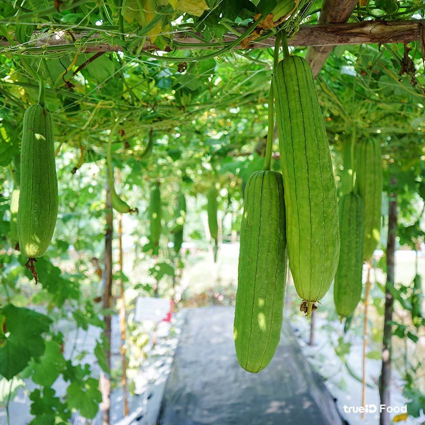 ประโยชน์ของบวบ บวบ คืออะไร สรรพคุณของบวบ ชนิดของบวบ บวบหอม