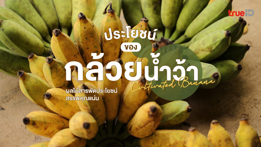 Banana, a versatile fruit, full of properties, easy to find, inexpensive