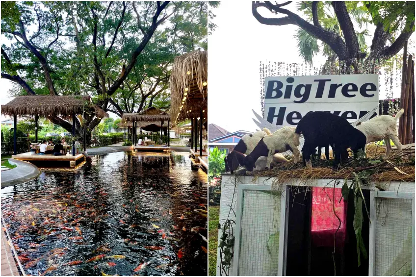 คาเฟ่เด็ก กรุงเทพ นนทบุรี The Big Tree