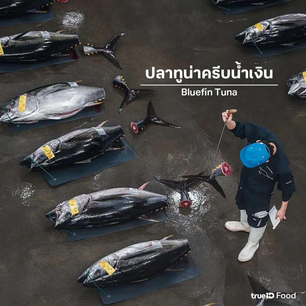 bluefin tuna อาหารที่แพงที่สุดในโลก