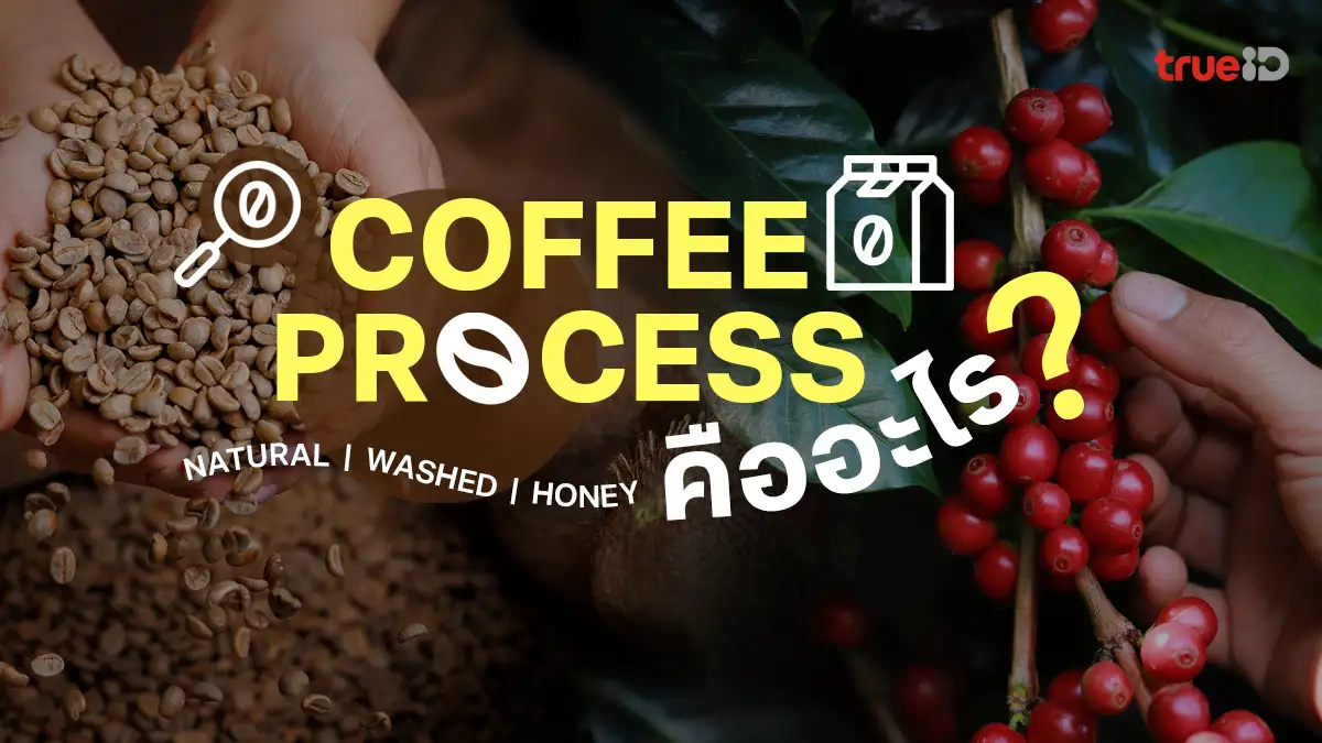 Process กาแฟ มีอะไรบ้าง เมล็ดกาแฟที่ชอบ คือ Coffee Processing แบบไหน