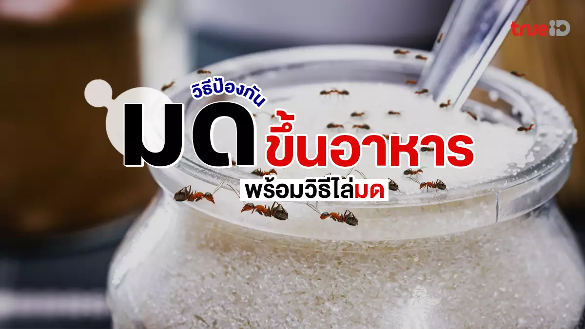 วิธีไล่มด มดขึ้นอาหาร ทำยังไงดี ป้องกันมดขึ้นอาหาร