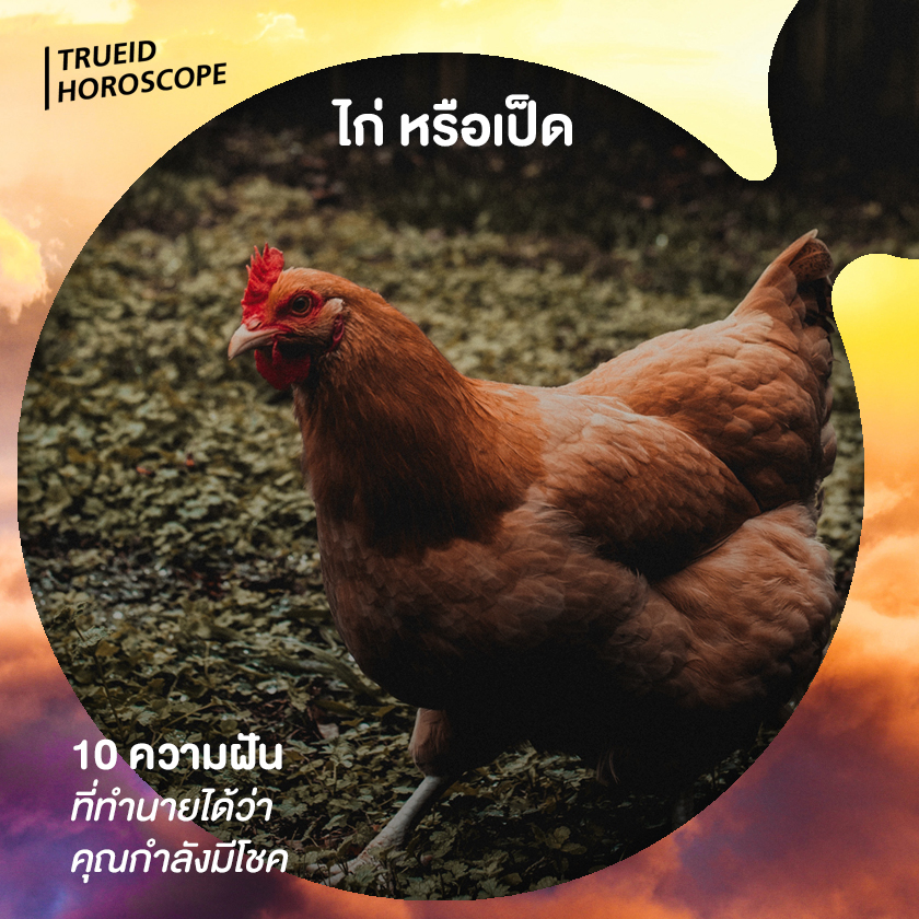 ดูดวง จากความฝัน ทำนายฝัน