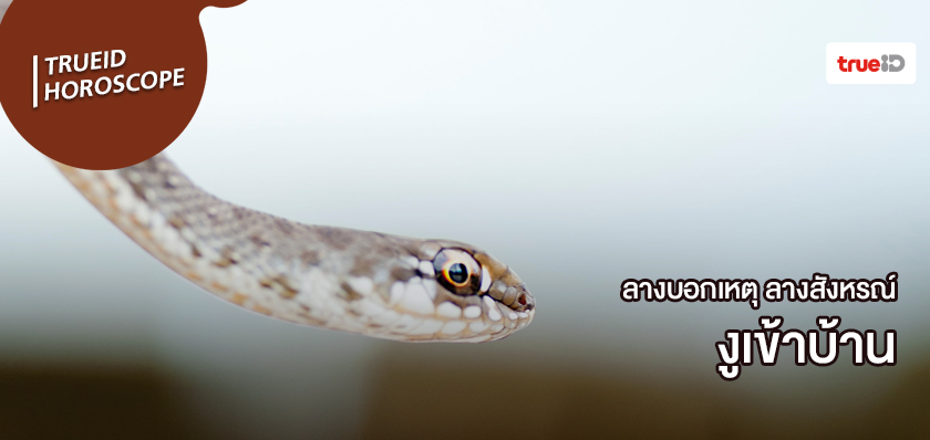 ลางสังหรณ์คืออะไร ลางบอกเหตุคืออะไร งูเข้าบ้าน