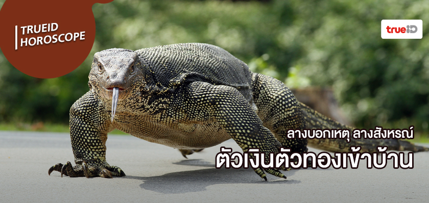 ลางสังหรณ์คืออะไร ลางบอกเหตุคืออะไร ตัวเหี้ยเข้าบ้าน ตัวเงินตัวทองเข้าบ้าน