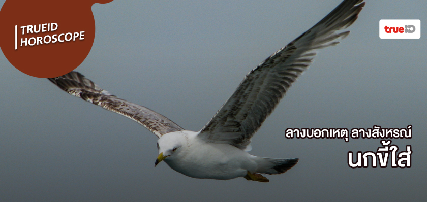 ลางสังหรณ์คืออะไร ลางบอกเหตุคืออะไร นกขี้ใส่