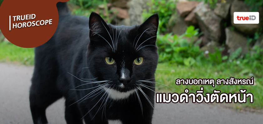 ลางสังหรณ์คืออะไร ลางบอกเหตุคืออะไร แมวดำ