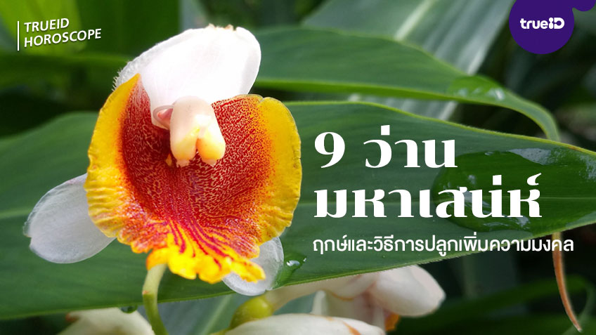 9 ว่านมหาเสน่ห์ ฤกษ์และวิธีการปลูกเพื่อเพิ่มความมงคล ตามต...