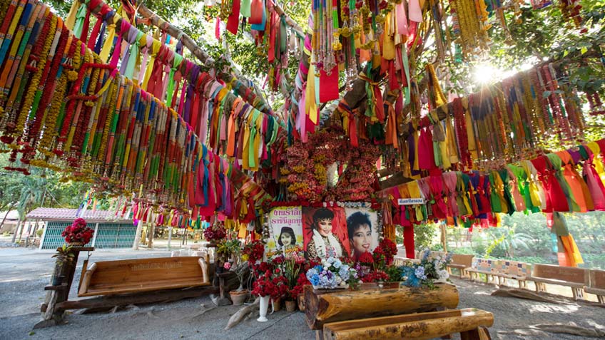 พุ่มพวงดวงจันทร์ วัดทับกระดาน