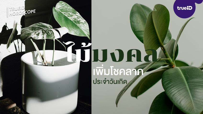 ไม้มงคล เพิ่มโชคลาภ ประจำวันเกิด เสริมดวงดี ลดฝุ่น PM 2.5 ไม้มงคล เพิ่มโชคลาภ ประจำวันเกิด เสริมดวงดี ลดฝุ่น Pm 2.5