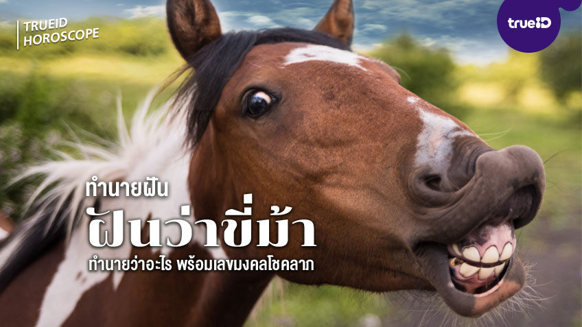 ฝันว่าขี่ม้า ฝันว่าตกม้าหมายถึงอะไร? ทำนายฝันแม่นๆ พร้อมเลขมงคลรับโชคใหญ่